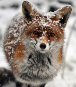 Create meme: lis, snow Fox, chanterelle