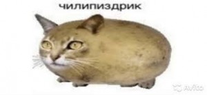 Create meme: animals, chilijski, cat potatoes