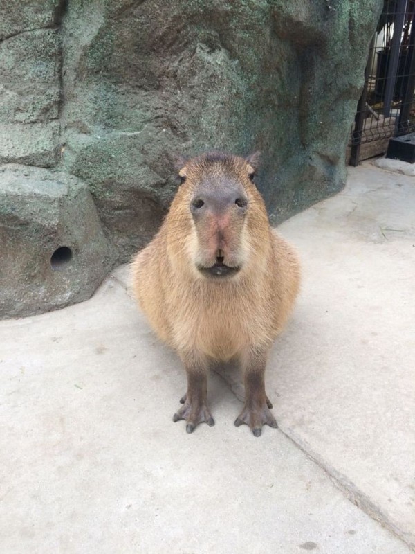 Create meme: a pet capybara, funny capybaras, capybara meme