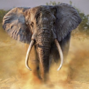 Create meme: baby elephant, african elephant, Aggressive Elephant