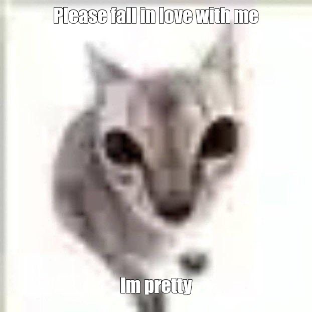 Create meme: Kote , cat , cat cat