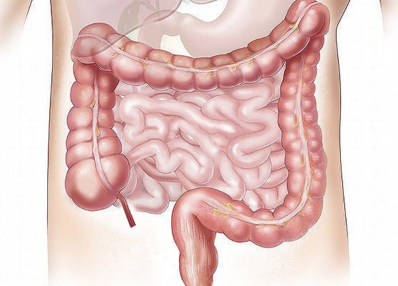 Create meme: the intestines, the structure of the intestine, small intestine