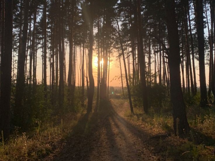 Create meme: beautiful pine forest, morning in the forest, pine forests