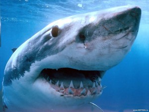 Создать мем: агрессивная акула, большая акула монстр мако, большая белая акула
