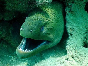 Создать мем: дайвер, moray eel, гигантская мурена