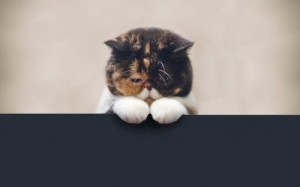 Create meme: cat, animals minimalism, the cat