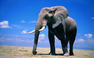 Создать мем: слон, большие животные в мире, самое большое животное