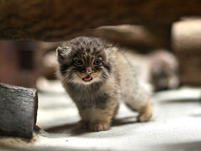 Создать мем: манул маленький, манул котята, животное манул