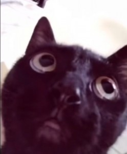 Create meme: funny black cat, cat, cat