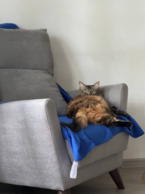 Create meme: cat on the couch, sofa for a cat, kitty 