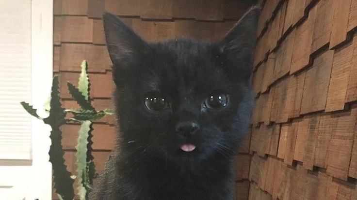 Создать мем: кошечка черная, кошка, черный кот