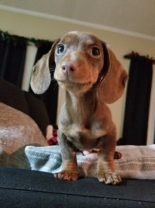 Создать мем: такса, miniature dachshund, такса язык