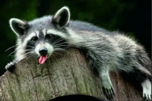 Create meme: evil raccoon a gargle, raccoon gargle