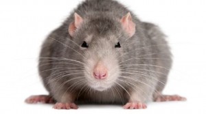 Create meme: rat, rat on white background, rat mouse