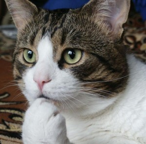 Create meme: pensive cat meme, cat, cat