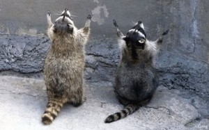 Create meme: funny, raccoon gargle fun, raccoon funny