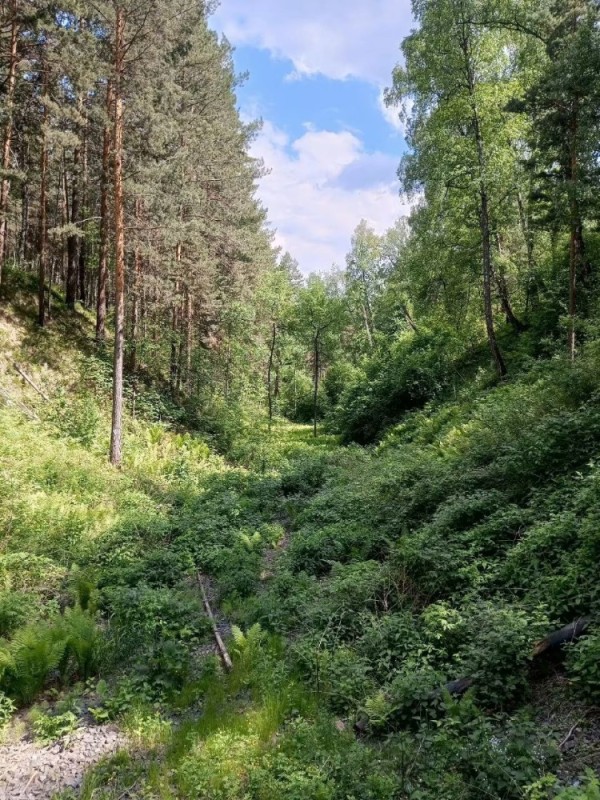 Create meme: forest , pine forests of the Trans-Urals, forest road