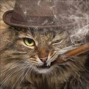 Создать мем: кот, сумасшедшая кошка, кот с сигарой