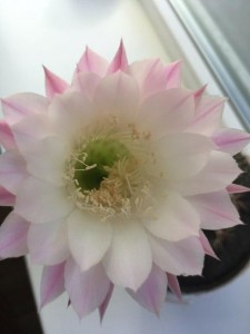 Create meme: flowers, Echinopsis