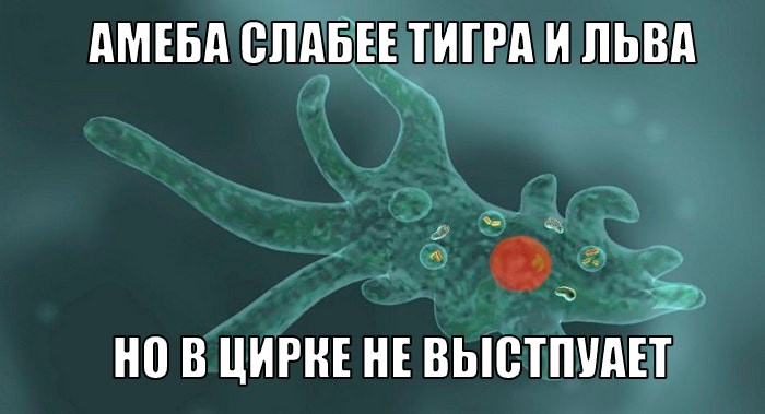 Создать мем: амеба рисунок, амёба обыкновенная 5 класс биология, одноклеточные организмы ам