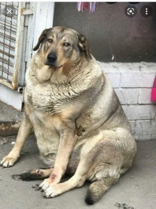 Создать мем: толстая дворняжка, собака среднеазиатская овчарка, толстая собака