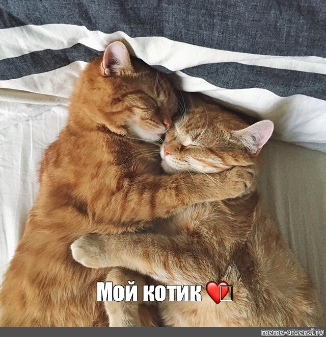 Смешные картинки с котиками для вашего настроения! 😻