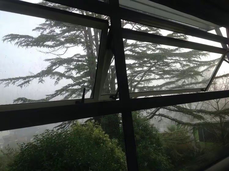 Create meme: fog from the window, window , home plant