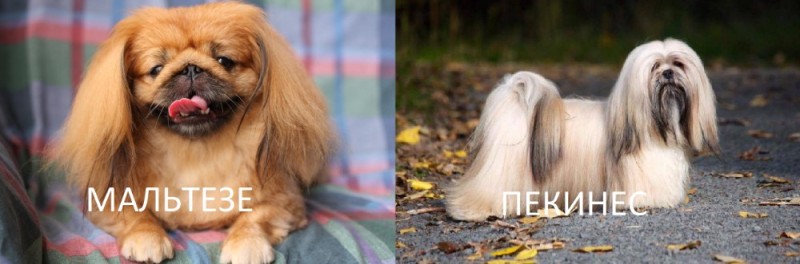 Create meme: dog Pekingese, breed Pekingese, Pekingese