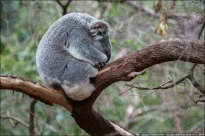 Создать мем: спящая коала, koala, коала австралия