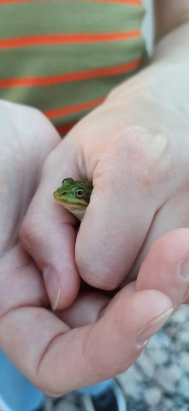 Create meme: The green gecko, Siberian frog, The frog is an Australian tree frog