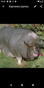 Create meme: fat pig, Vietnamese pot-bellied pig, Duroc breed of pigs