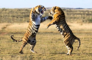 Создать мем: тигр большой, тигр самец, дерущийся тигр