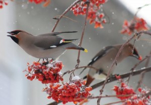 Create meme: the Waxwing