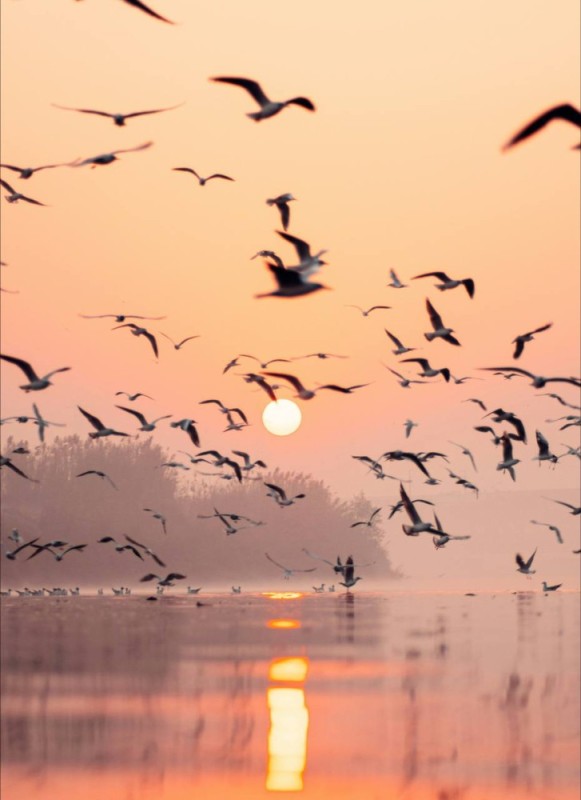 Create meme: birds flock, birds at sunset, Birds are flying