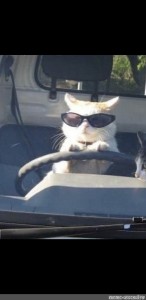 Create meme: cat in the car , the cat behind the wheel, two cool cats are going