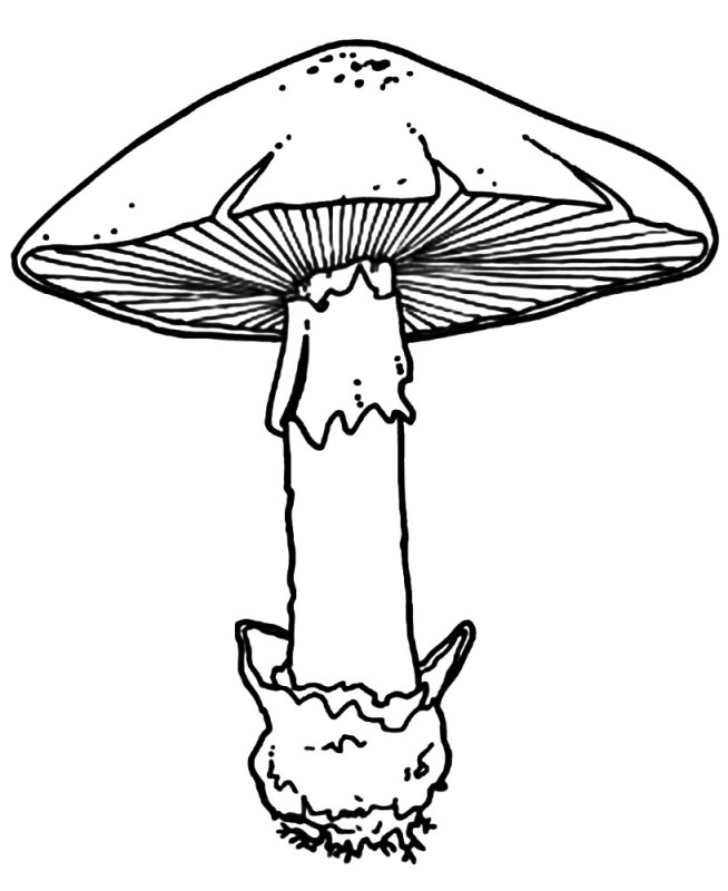 Create meme: Pale toadstool mushroom coloring book, Pale toadstool coloring book, mushroom pale toadstool