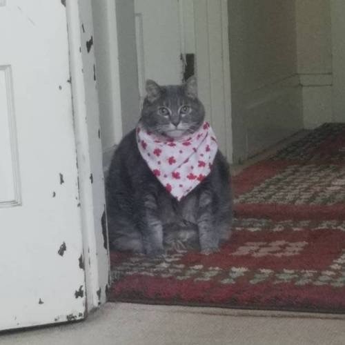 Create meme: cat in a bib, fat cat in a handkerchief, a fat cat in a bib