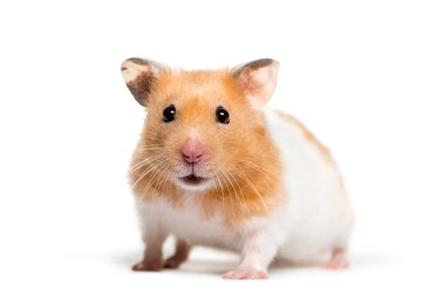 Create meme: The golden hamster, hamster , the Syrian hamster 