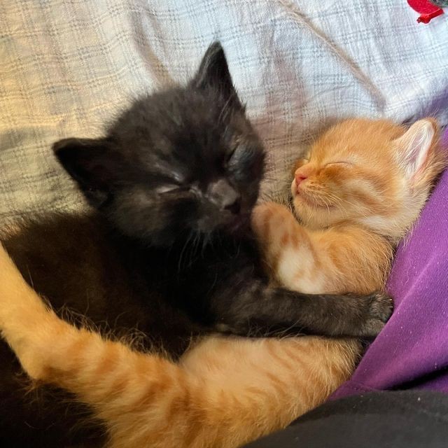 Create meme: sleeping kitten, cuddling kittens, kitten redhead