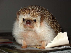 Create meme: pygmy hedgehog, African pygmy hedgehog, the evil hedgehog