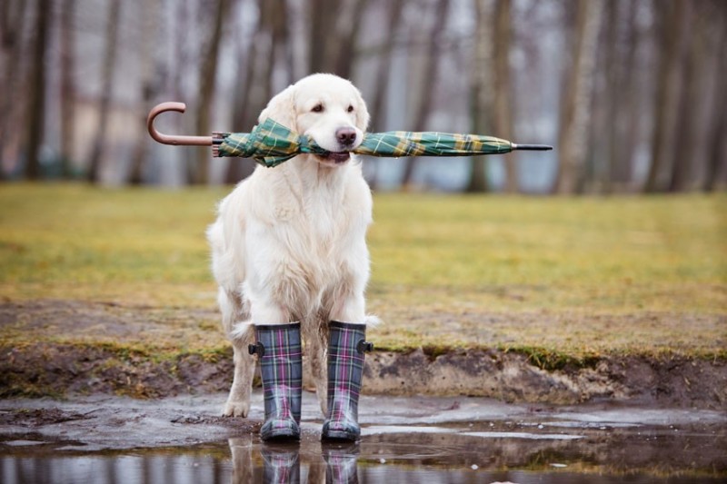 Create meme: funny dog , dog on a walk, Golden retriever on a walk