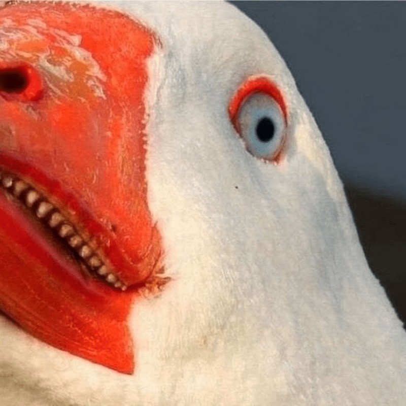 Create meme: scary goose with teeth, goose , angry goose