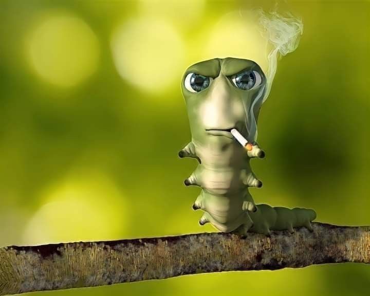 Create meme: The evil caterpillar with a cigarette, smoking caterpillar meme, the smoking caterpillar