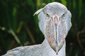 Create meme: the shoebill Heron Royal, the shoebill evil, the shoebill