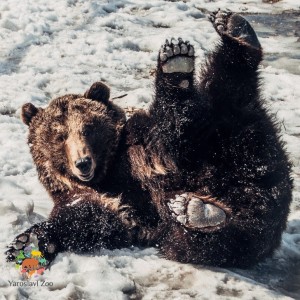 Создать мем: медведь медведь, медведь, бурый медведь в якутии