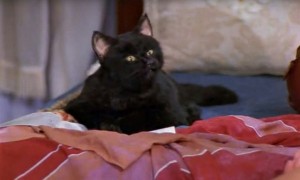 Create meme: cat Salem Sabrina 2018, Salem Sabrina little, black cat Salem