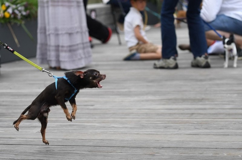 Create meme: toy terrier, A barking chihuahua, Nick's little dog