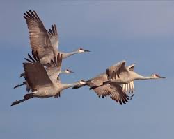 Create meme: cranes in flight, cranes are a bird, cranes