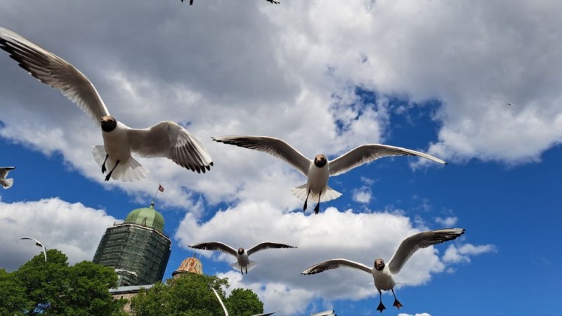 Create meme: Seagull bird, seagulls, Seagull 