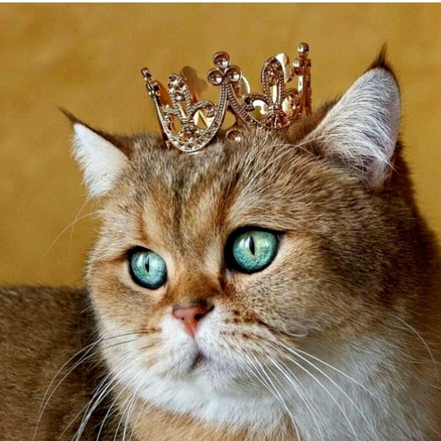 Кот с короной картинка
